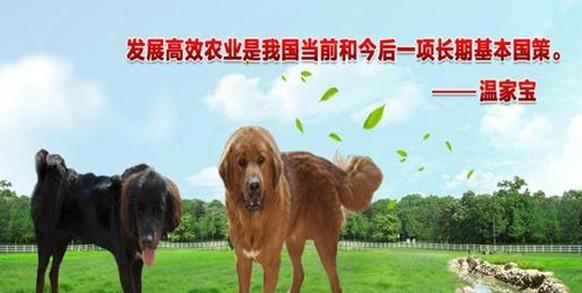 上海黄金价格走势剖析 市场稳定与投资机遇